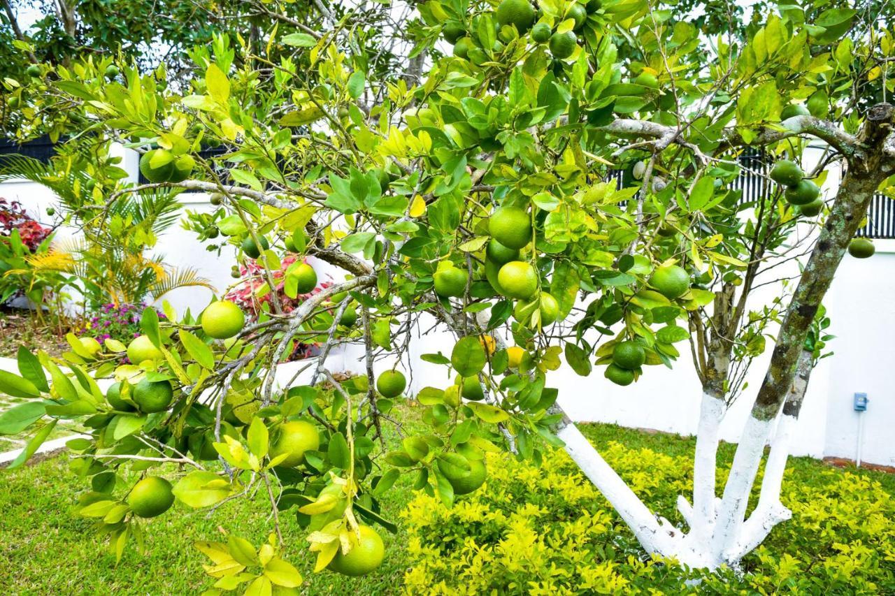 Jamgolia Place Mandeville Buitenkant foto